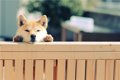 柴犬の画像特集！か…の画像