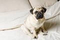 犬の危険な『座り方…の画像
