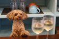 犬にワインは絶対ダ…の画像