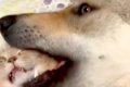 猫が大型犬の毛づく…の画像