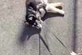 ハスキー犬が『散歩…の画像