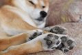 犬の肉球で体調がわ…の画像