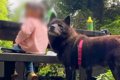 小さな女の子が犬と…の画像