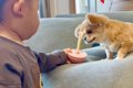 1歳の男の子が『犬の…の画像