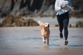 『犬に追いかけられ…の画像