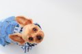 犬が『服を着たがら…の画像