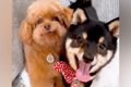 犬2匹に『ハウス』と…の画像