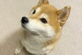 犬の1日の過ごし方を…の画像
