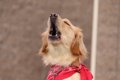 犬が無駄吠えするよ…の画像