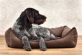 犬が『不快に感じる…の画像