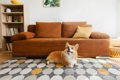 犬がいる部屋に置い…の画像
