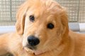 大型犬パピーに『1時…の画像