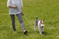 犬と行くドッグラン…の画像