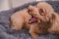 犬にやってはいけな…の画像