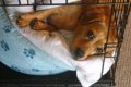 犬の眠りを誘う方法…の画像