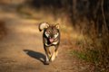 事前の対策を！犬が…の画像