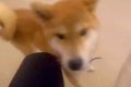 『飼い主や他の犬を…の画像