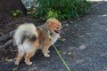 犬と人間『温度の感…の画像