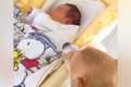 赤ちゃんが『犬と一…の画像