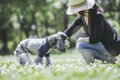 犬が老犬になった時…の画像