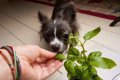 犬は『ハーブ』を食…の画像