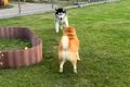 ハスキーが『老犬に…の画像