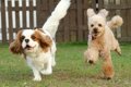 『元気いっぱいな犬…の画像