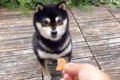 犬におやつをあげよ…の画像