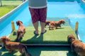 初めてプールに遊び…の画像