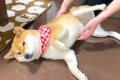 1ヶ月ぶりに帰ってき…の画像