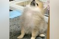 胸毛が『パヤパヤ』…の画像