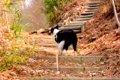 世界一賢い犬種と『1…の画像