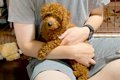 『大きくなったら4キ…の画像
