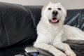 犬のお手入れに使う…の画像
