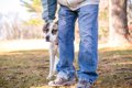 『人見知りな犬』に…の画像