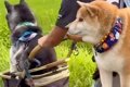 お散歩の途中で疲れ…の画像