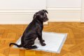 犬が『トイレ』を我…の画像