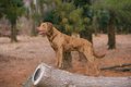 【獣医師監修】チェ…の画像