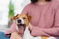 犬が『飽きた』とき…の画像