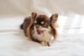 犬に『歯磨きガム』…の画像
