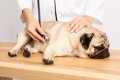 犬に『腹水』が溜ま…の画像