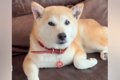 約1年前に飼い主と死…の画像