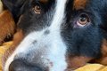 『犬の写真を撮ると…の画像