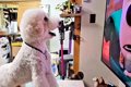 テレビが好きな大型…の画像