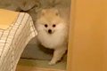 名前を呼んでも来な…の画像