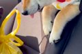 車でお出かけをして…の画像