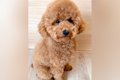 『犬が太ってきたと…の画像