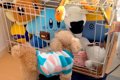 犬のケージに『大量…の画像