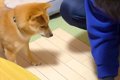 床を傷つけた犬を問…の画像