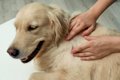犬の体に『ノミ』を…の画像